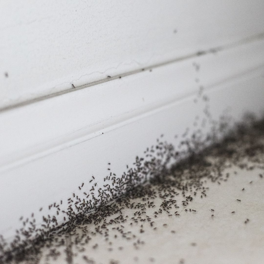 ants