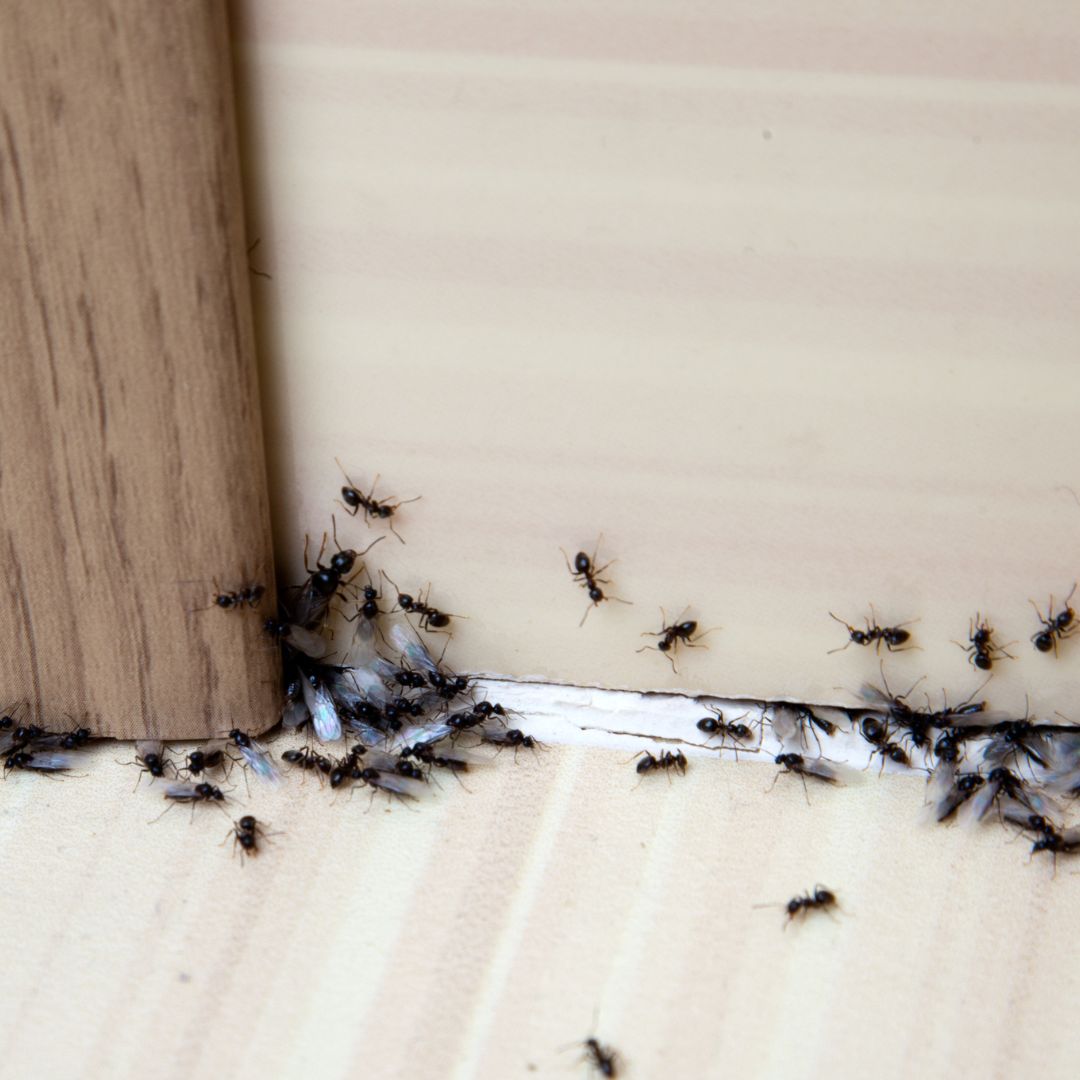 Ants invading a home