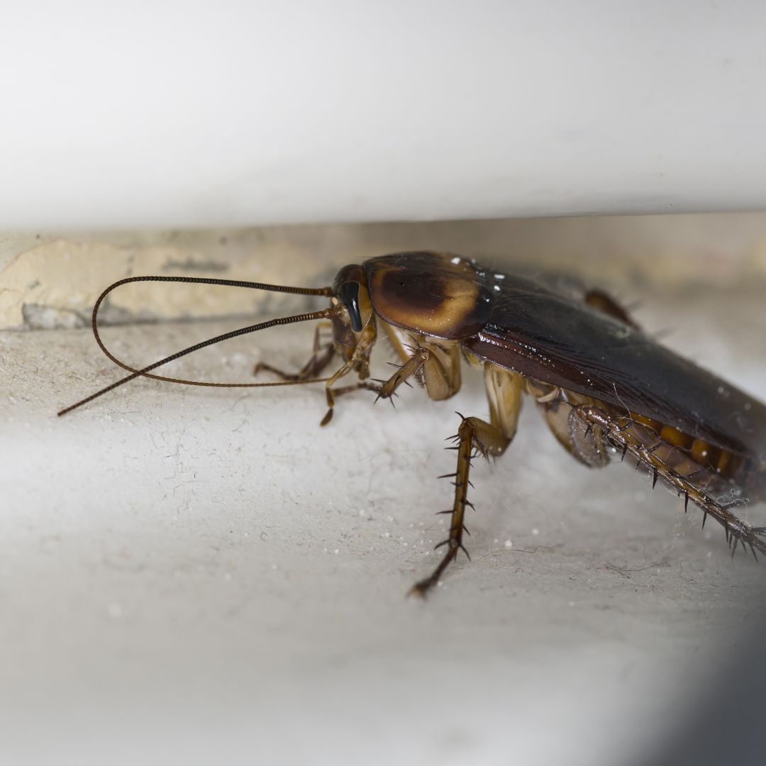 Standalone image of a mosquito