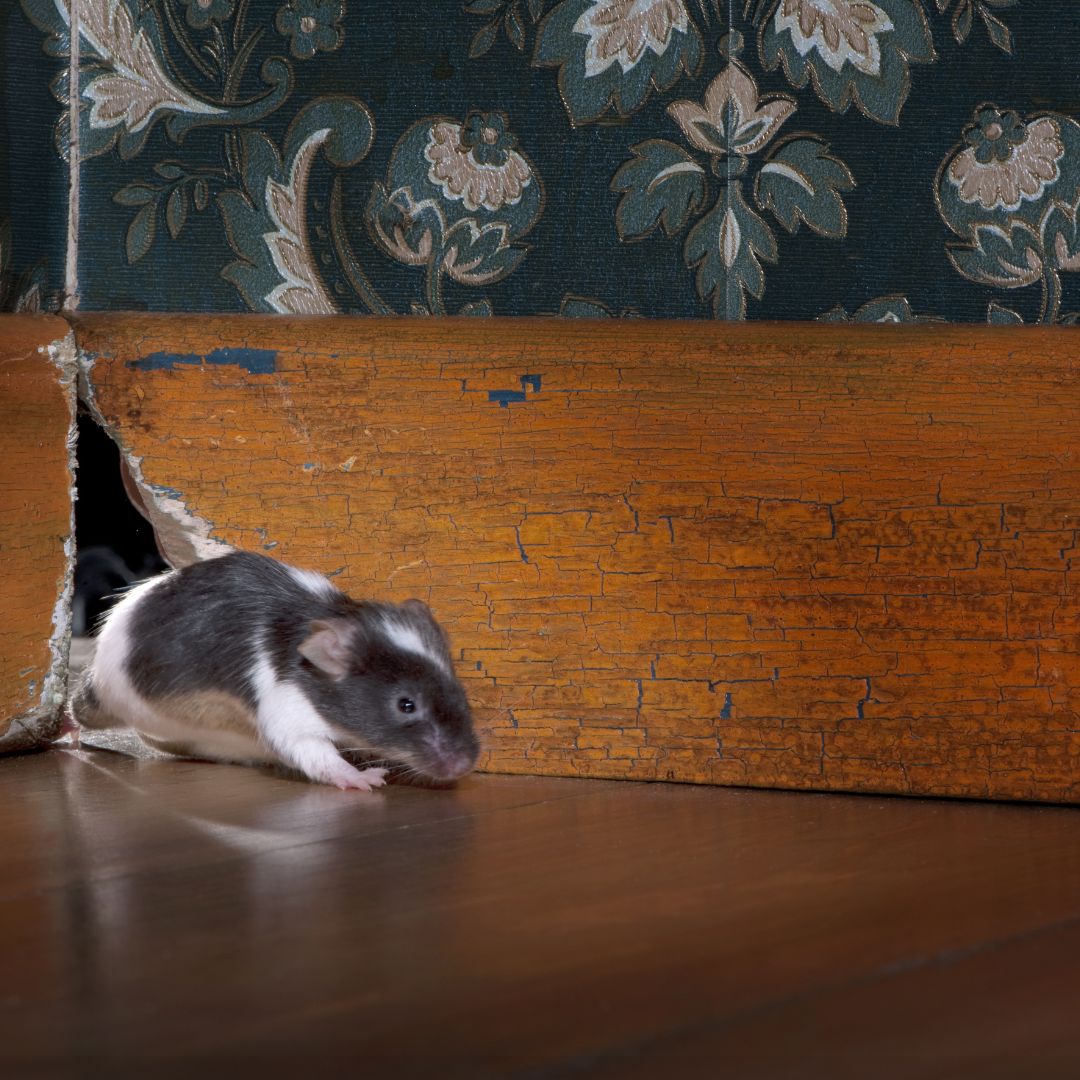 Rodents entering a home through base boards