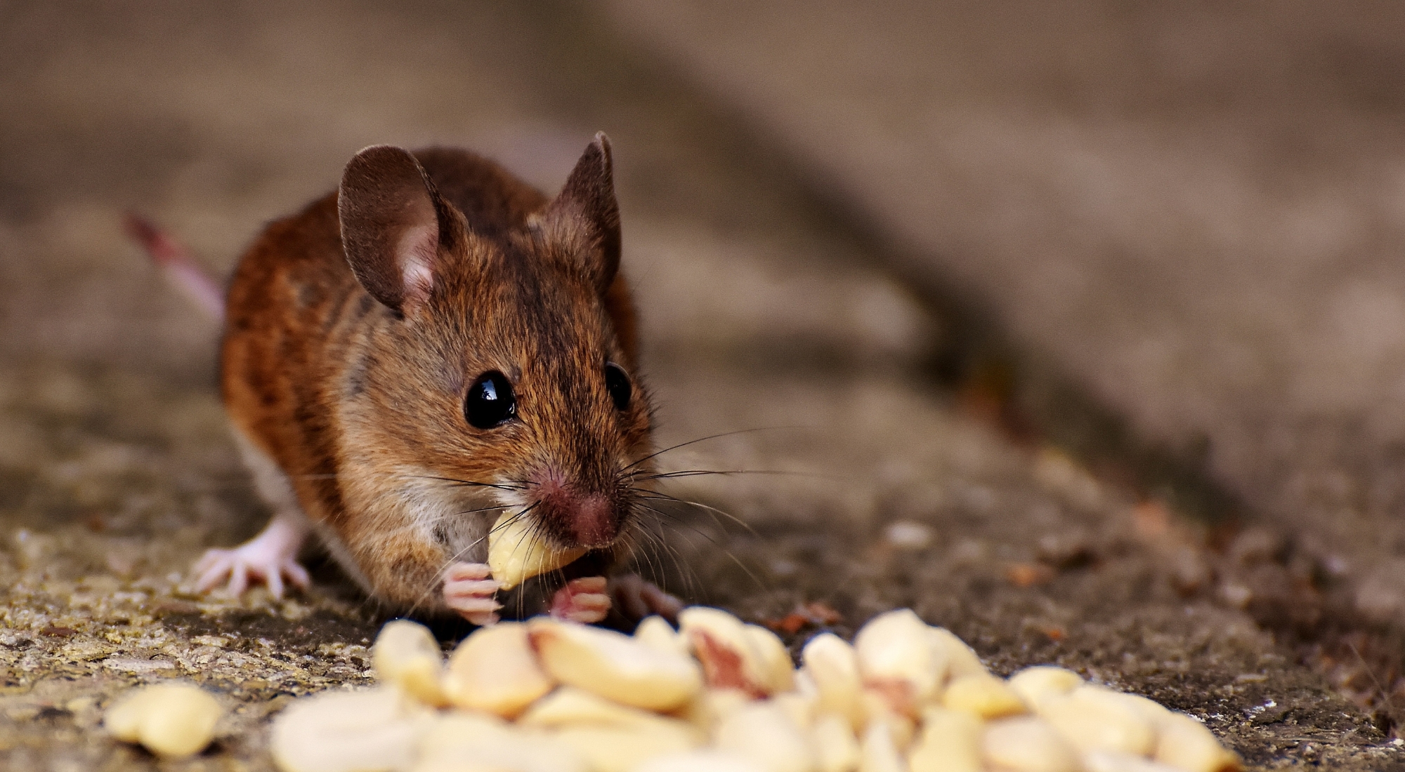 mouse eating food it found