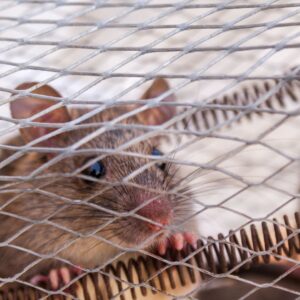 mouse behind metal mesh cage
