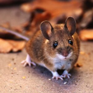 mouse with torn up cardboard