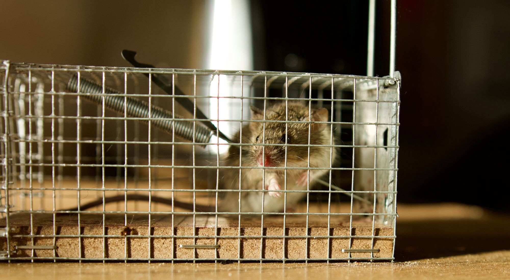 mouse in cage