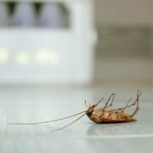 dead cockroach