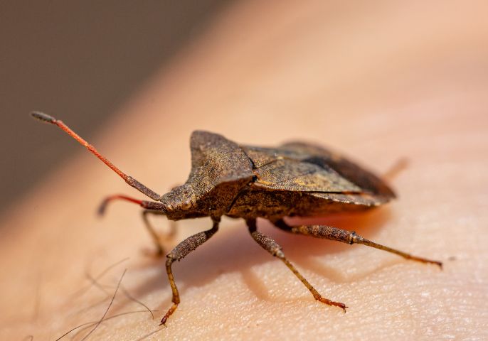 Bed-Bug-Control-Coppell-1.jpg