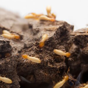 Termites
