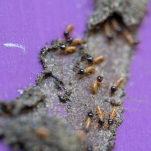 Termites in a wall