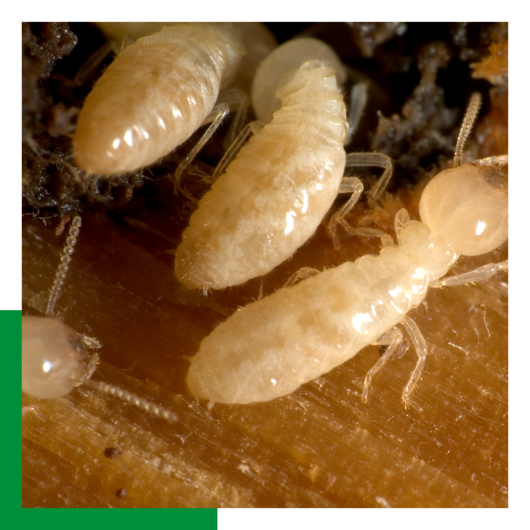 termites