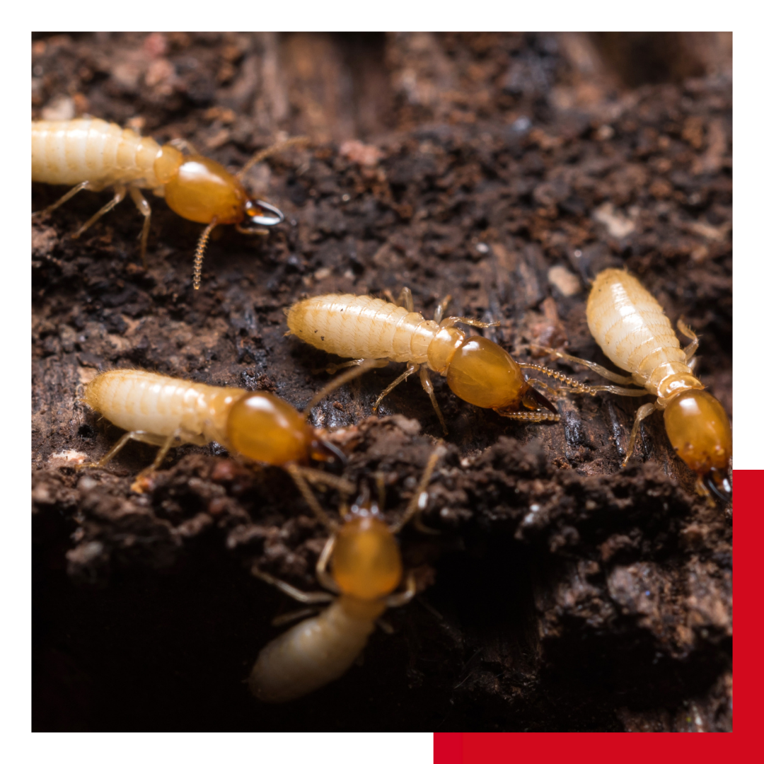 termites