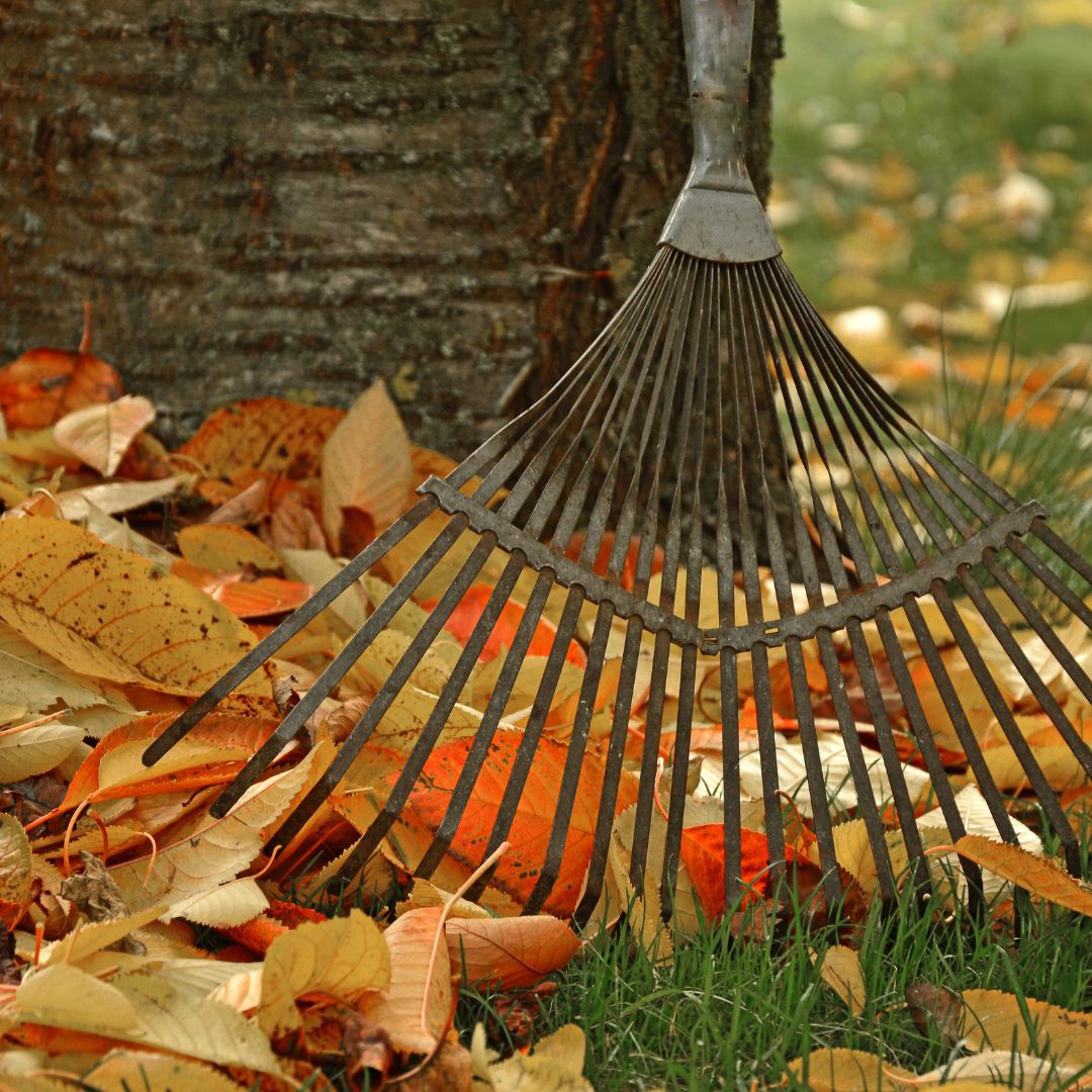 raking up leaves