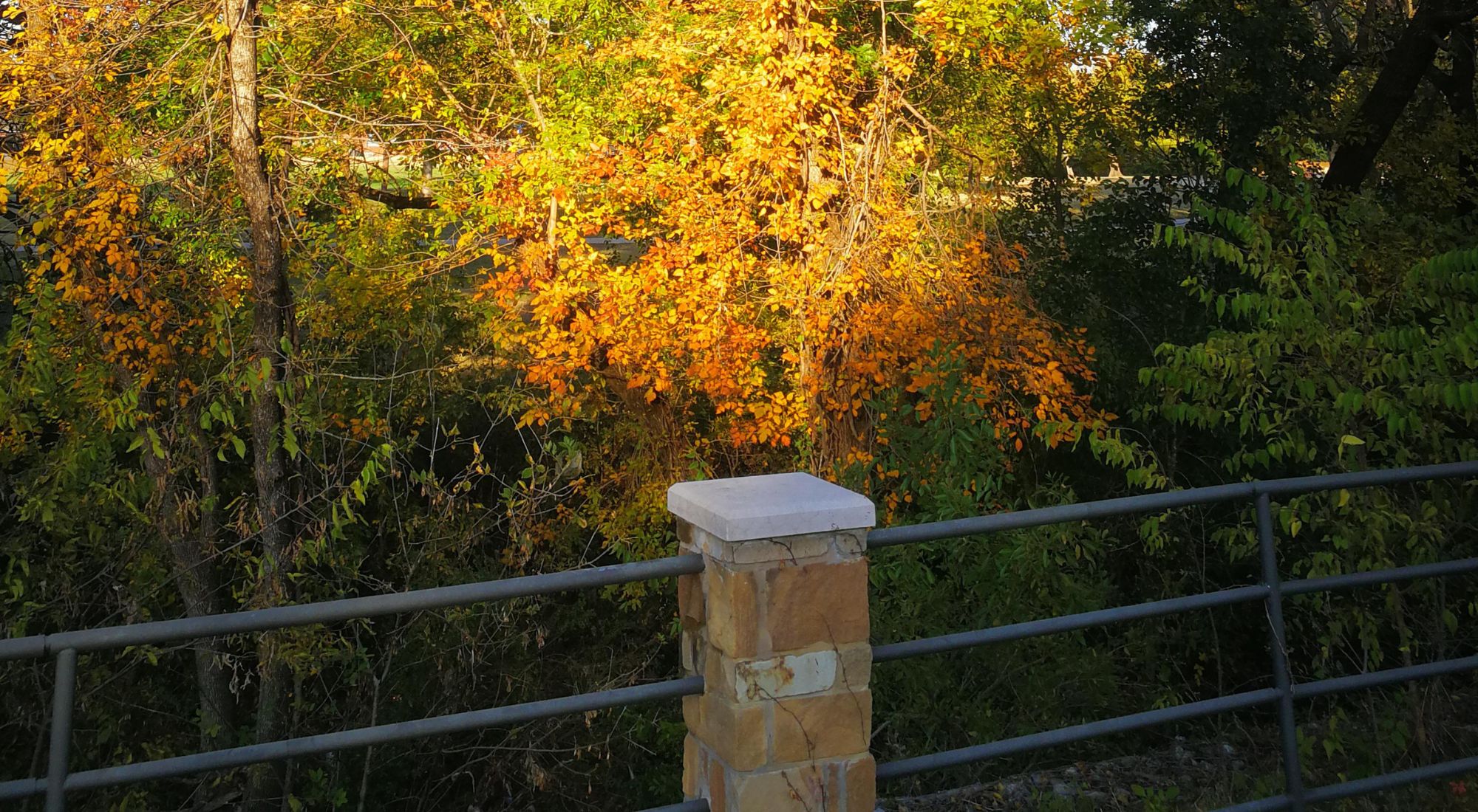 changing fall trees in Texas