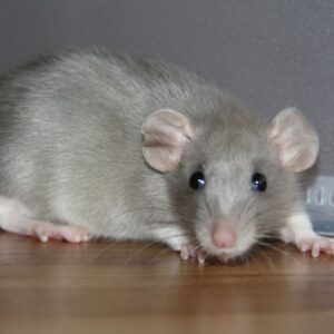 img of a mouse