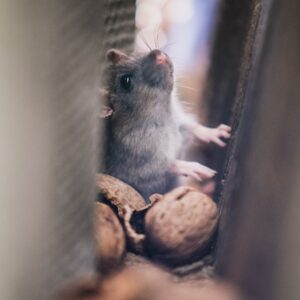 img of a mouse