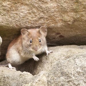 img of a mouse