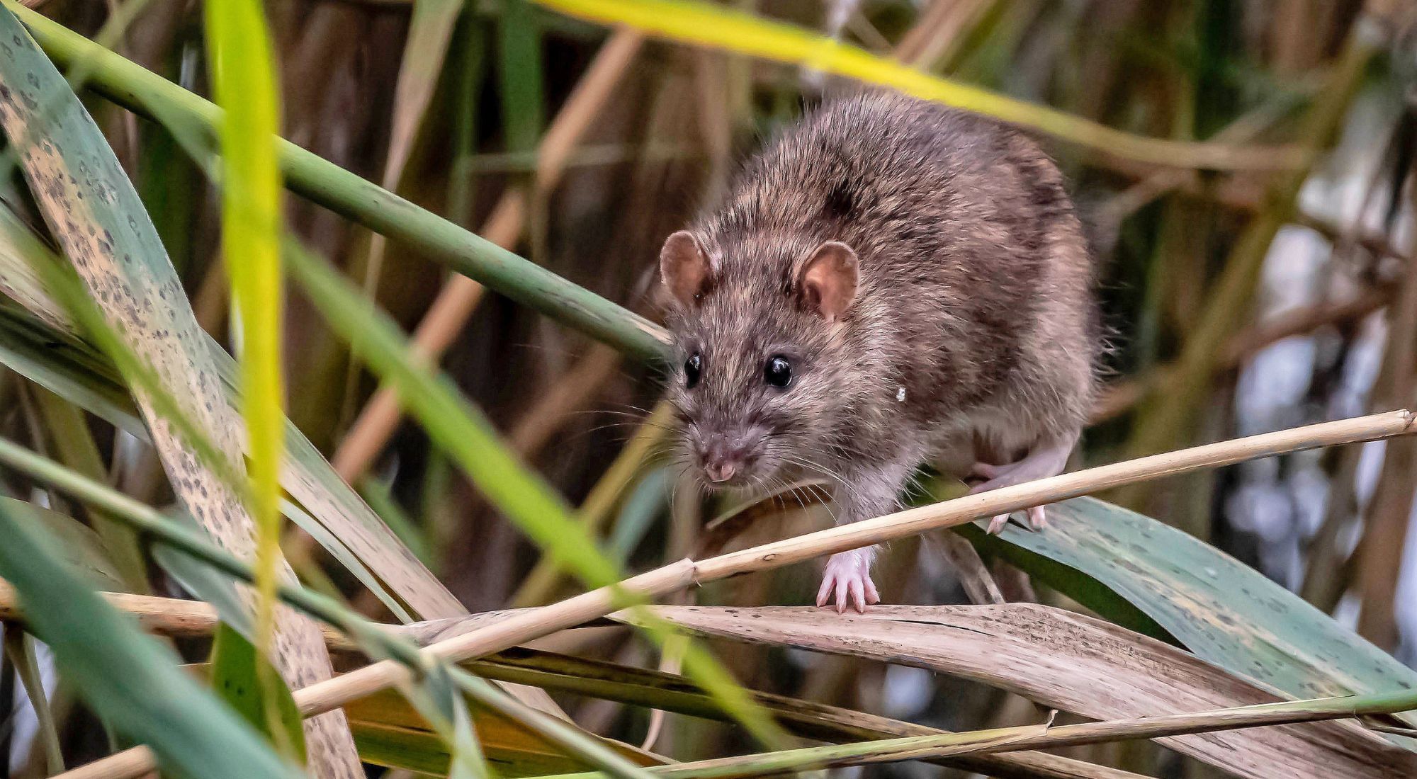 rat in tall grass