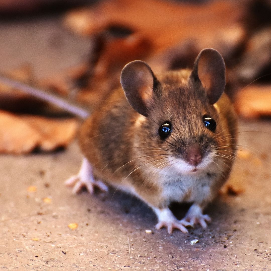 mouse looking for shelter