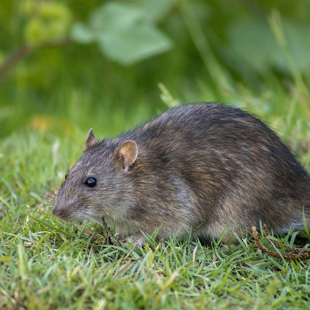 rat looking for water outside