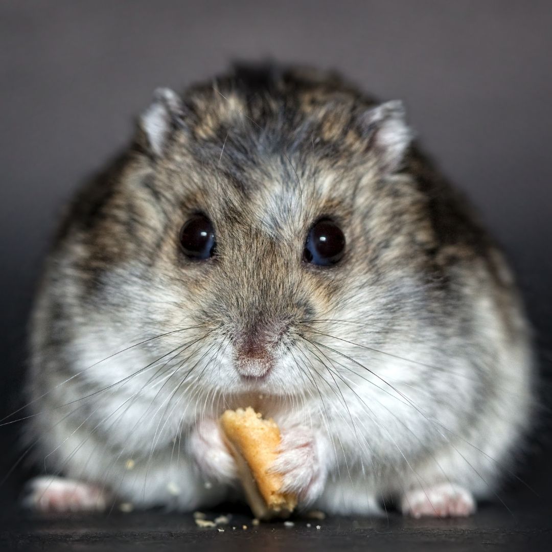 mouse eating