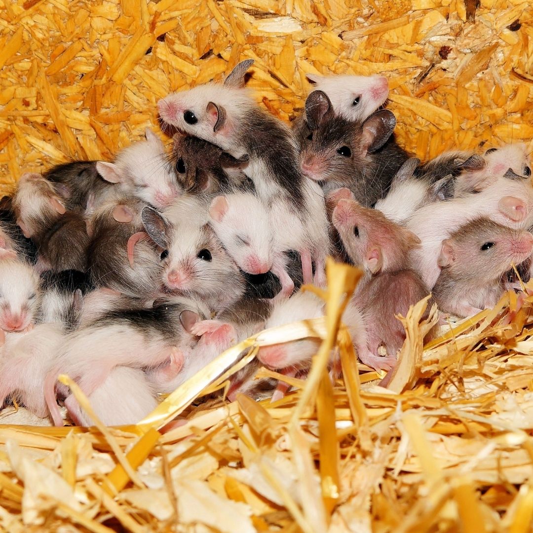 litter of mice