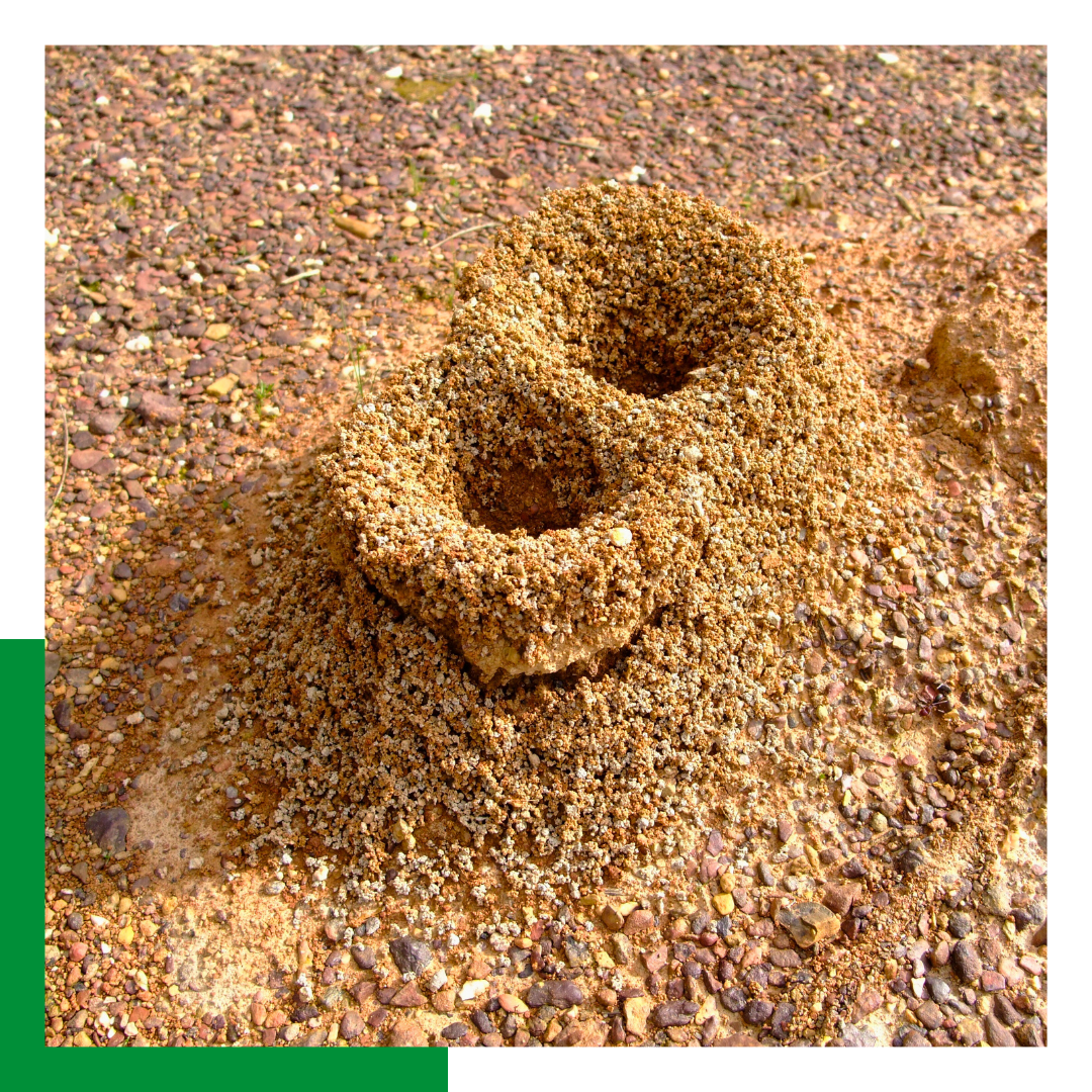 Ant Control Frisco-img 1