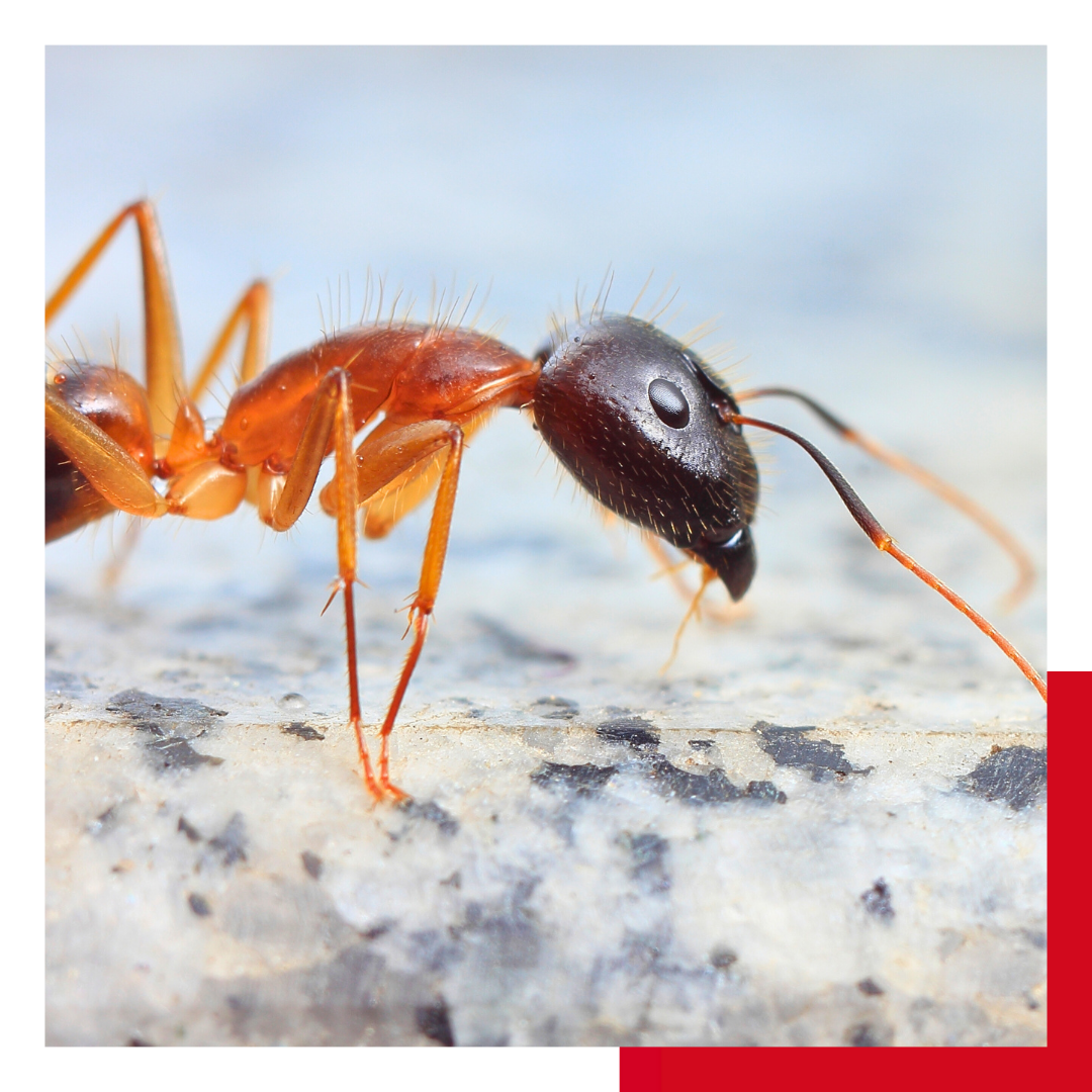 Ant Control Frisco-img 2