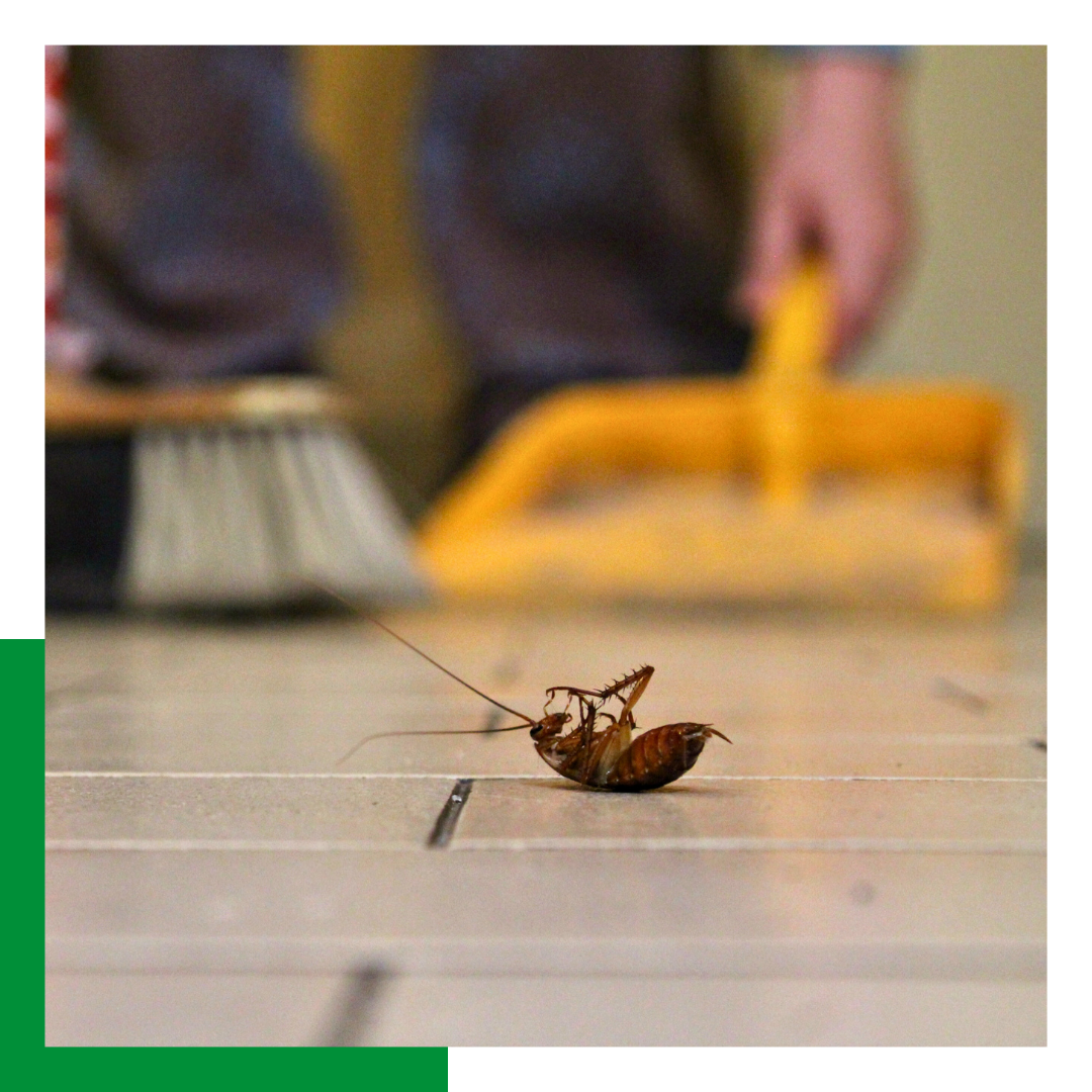 Cockroach Control Coppell-img 1