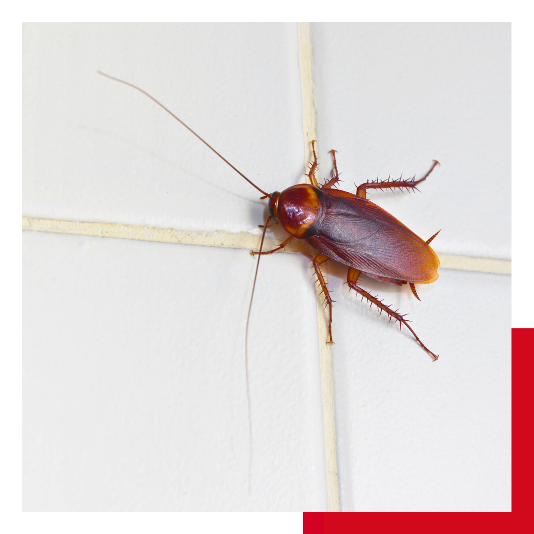 Cockroach Control Coppell-img 2