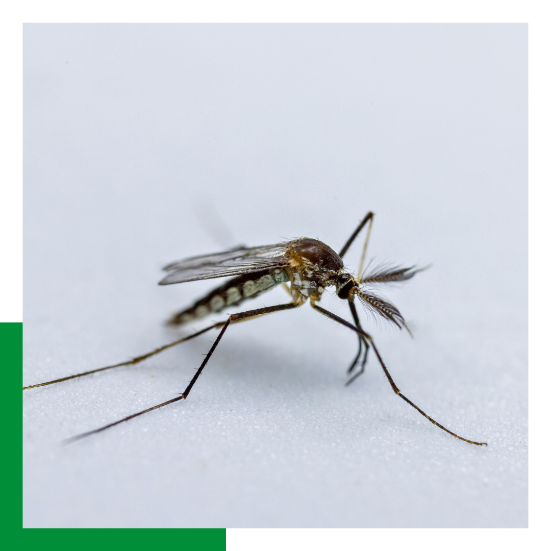 Mosquito Control Frisco-img 1