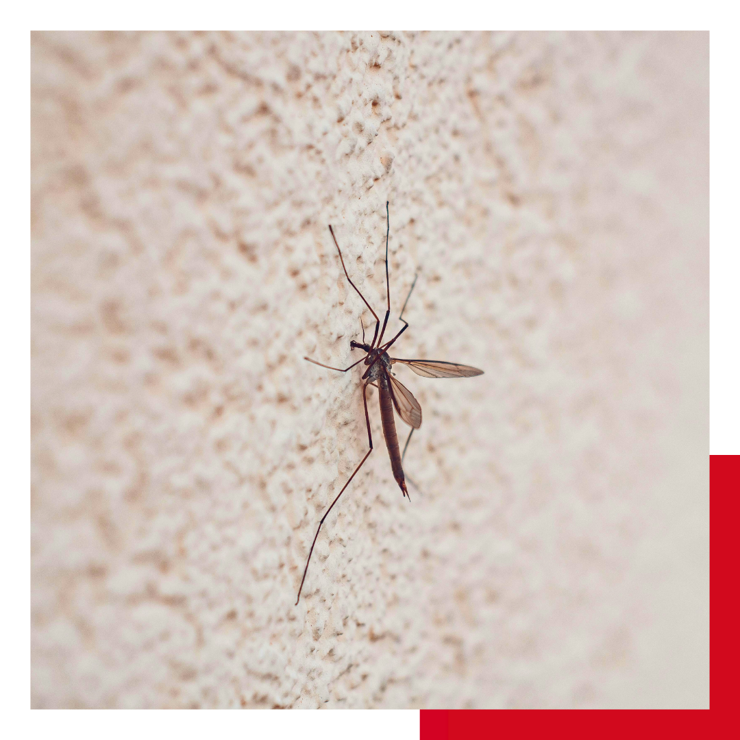Mosquito Control Frisco-img 2