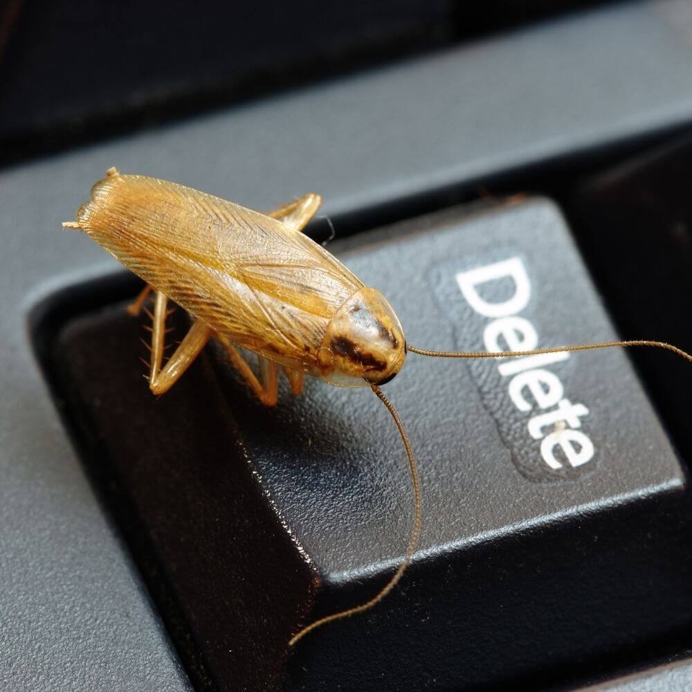 cockroach (1)