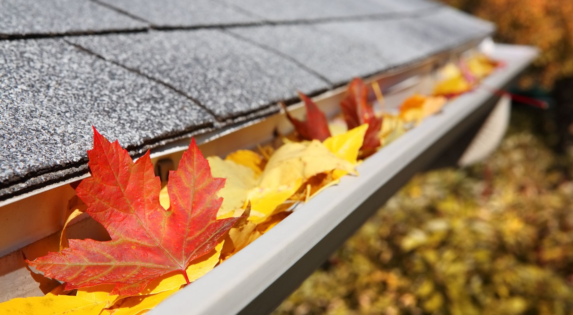 a gutter full of leaves