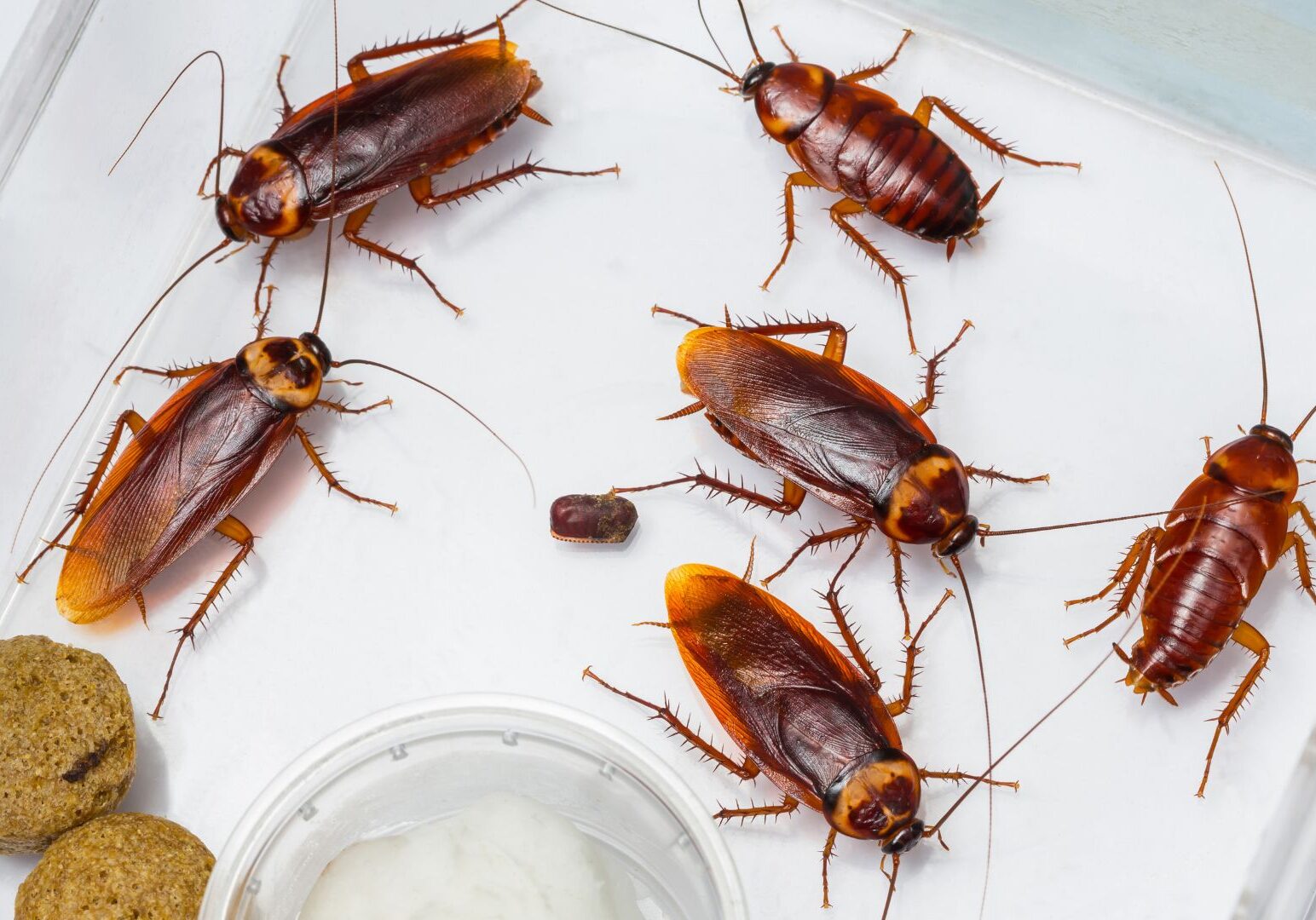 cockroaches
