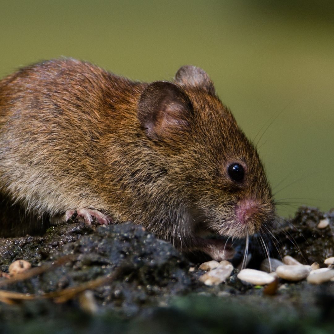 mouse
