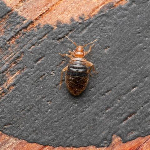 Bed-Bugs-Arlington-4.jpg