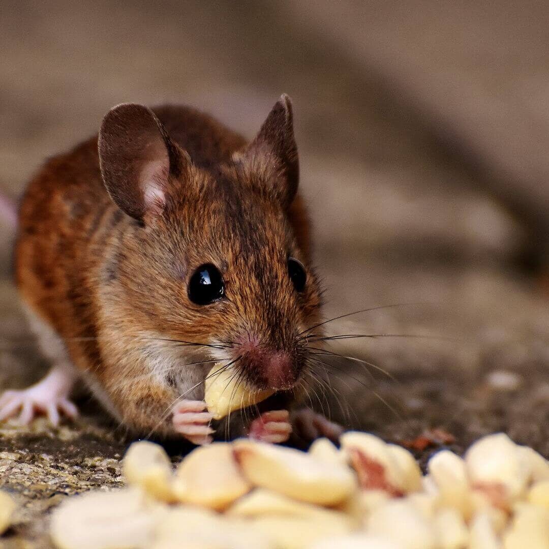 mouse
