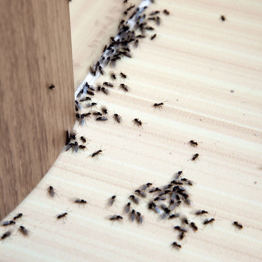 ants