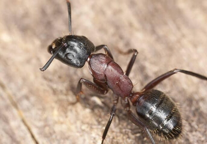 ant-pest-id.v3