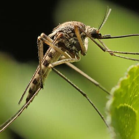 mosquito-pest-id.v3