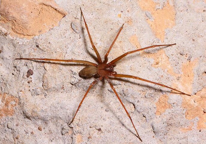 venomus-pest-id.v3
